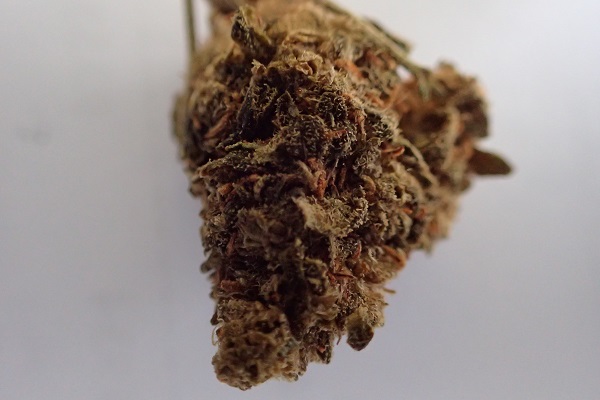Photograph of a low-THC cannabis flowering top adulterated with MDMB-4en-PINACA seized by the police in Cyprus in February 2021. 