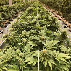 Interior of medical cannabis growing facility
