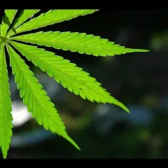 Video thumbnail: cannabis market