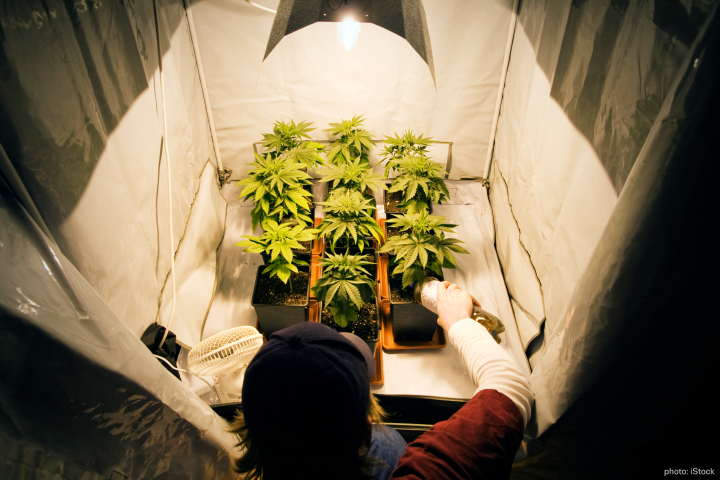 A person looking at cannabis plants under a growing light